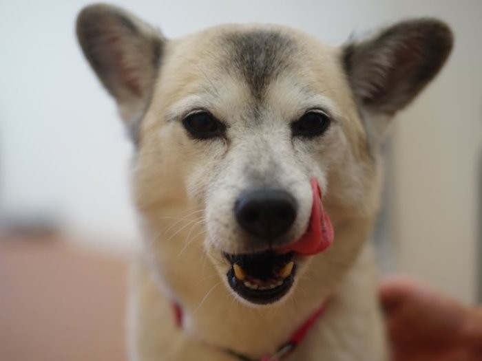 おやつ大好き、ぺろり