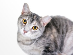 【アンケート募集】2月22日にあわせ「こんな猫グッズあったらいいな」を教えてください