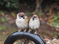 なぜか直立不動の子を不思議そうに見る相棒（提供：ちゅんちゅんさん）