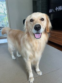 犬種もサイズも関係なく、「犬」はみんな可愛い（画像提供：そら ゴールデンレトリーバーさん）