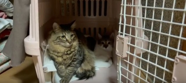 2匹の保護猫を自宅に迎え入れました／投稿主さん提供