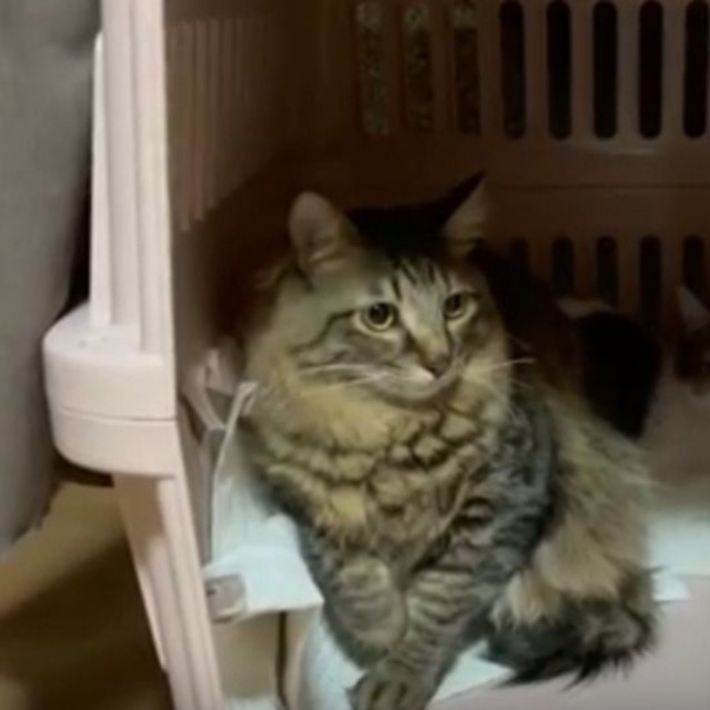 2匹の保護猫を自宅に迎え入れました／投稿主さん提供