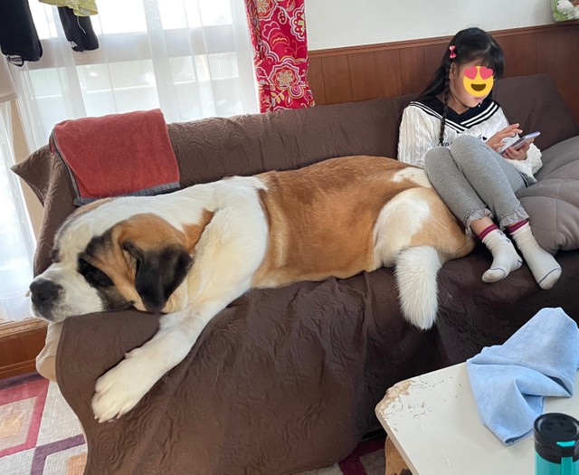 リラックスするダンテ君、小学4年生の娘さんよりも大きい！（コマチさん提供@komachi8991）