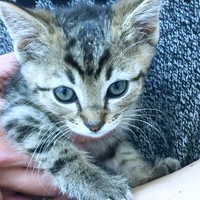 子猫時代、あどけない表情がかわいらしいさくらくん（画像提供：さくら＆すみれさん）