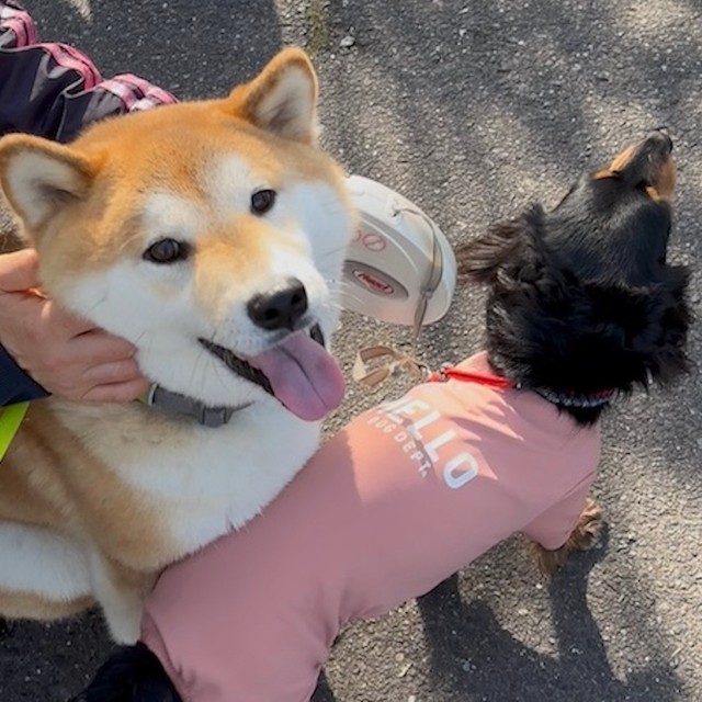 しばしば「拒否柴」を発動しつつも、人懐っこく、他のわんちゃんとも仲良く出来るという柴犬、会長くん（左）（画像提供：会長さん）