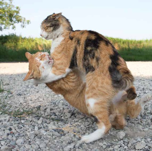 まさに必死の形相　（沖昌之 / 辰巳出版）