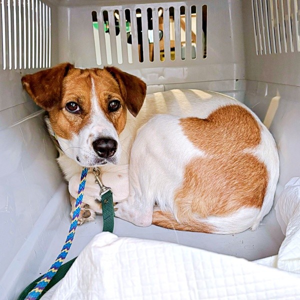 怯えてクレートから出ようとしなかったパーティー信子ちゃん（画像提供：みのかささん）