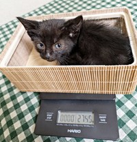 生後1カ月、体重275グラムだったあんずちゃん（画像提供：きのひとまるさん）