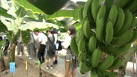 バナナを病気からどう守る?　香川県の高校生が最新の農業技術学ぶ　岡山市