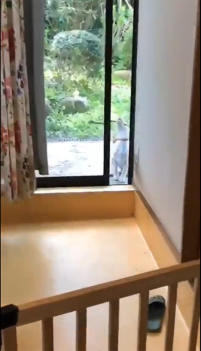 やっぱり、無理…（画像提供／マリムギ成長日記さん）