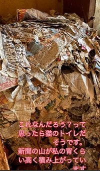 新聞が積み上がったこの場所は、猫のトイレだという(保護ボランティア「コア」さん提供、Instagramよりキャプチャ撮影)