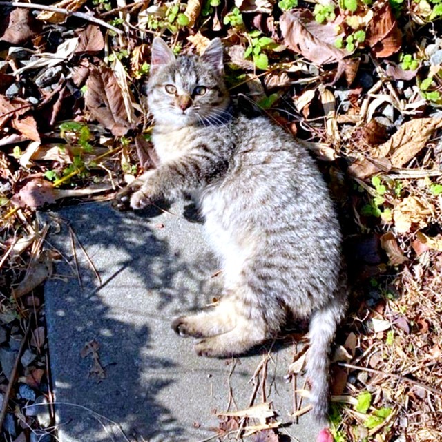 初めて飼い主さんと出会ったときのよもぎちゃん。山でひとりぼっちで生きていました（画像提供：きのひとまるさん）