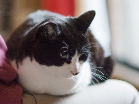 深夜に起き出した猫「ぽんた」　網戸ごしに「侵入者」と向き合う（44）