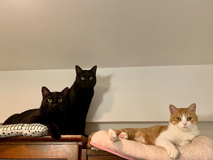 なんだか貫禄が出てきた3匹(笑)