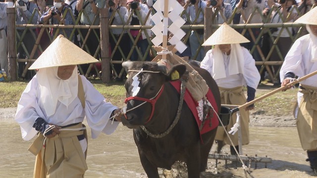 モ～特訓の成果は　雌牛れいわちゃんが代かきに挑戦