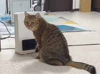 ストーブつけてもらえませんか？って顔してる(「みにら日記-MiniraDiary-」さん提供、Twitterよりキャプチャ撮影)