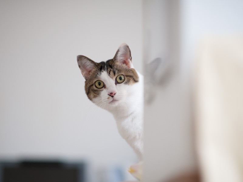 「え、もう帰っちゃうの？」（小林写函撮影）