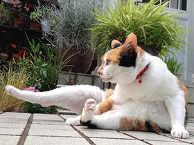 庭に迷い込んで、いつしか家猫になった「あにゃにゃ」