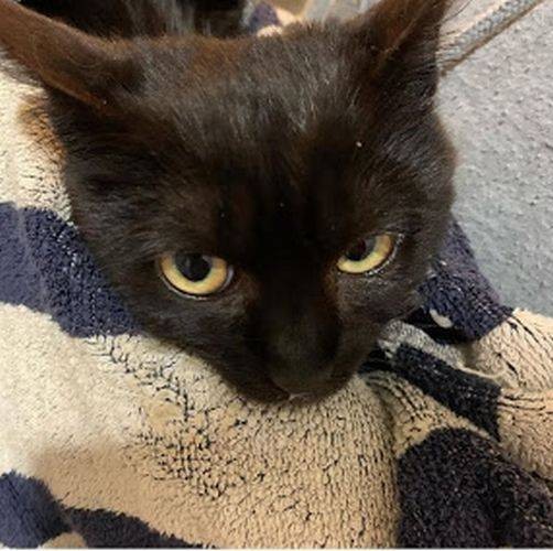 ３月末、都内で保護したシャイな黒猫さく。日向ちゃんが通っていた造形教室の先生の家にもらわれ、今は実咲という名になりました（知枝さん提供）