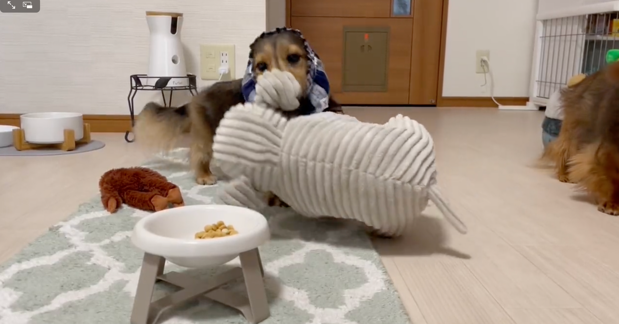 今日は大きなゾウさんと食べるんだけど・・・＝るのんさん（@lunon0401）提供