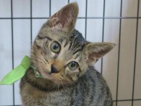 我が家に子猫がやって来た！　トライアルでは飼い主も試される？