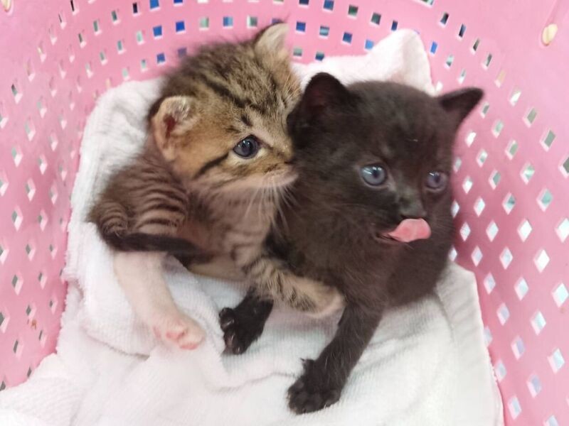 うるうるのキトンブルーの目。はじめは「もらうなら黒い子１匹」とシロミさんは思ったのですが……キジのことも気になり始めて「２匹」に決めたそう（シロミさん提供）