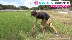 米・野菜・果物　猛暑と雨不足が宮城県の農業に影響