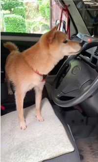 お出かけ前にうきうき／柴犬コロとA君の平凡な日常さん（@a_kun.koro）提供