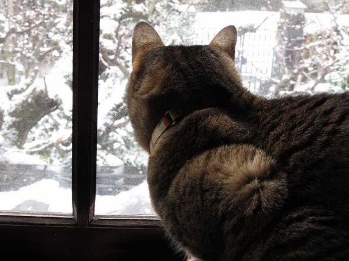 雪景色を不思議そうに見つめるミル