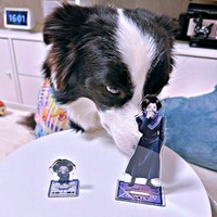 フェイタンのアクスタを見つめるレティちゃん（画像提供：レティ ボーダーコリーさん）