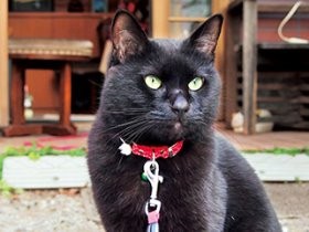 看板猫がつなぐ絆の物語　