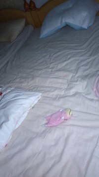 じいじからの1枚目。布団の上でゴロンとねそべるヤドン（ミントさんXより）