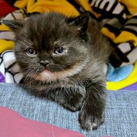 子猫時代のゆにこちゃん（画像提供：まそっぷさん）