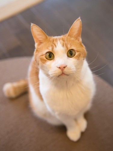 道弘さんと出会ってから家は５回変わりましたが、引っ越しのストレスはなかったそうです。動揺して“粗相”したのは、ちまきちゃんと別れた時だけ……妹分を深く愛したはるくんなのです（上村雄高さん撮影）