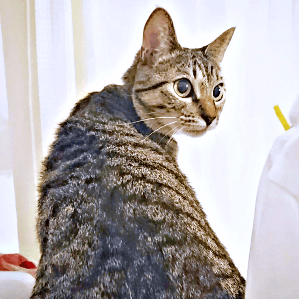 1歳を迎えて体重約5キロになった茶さん（画像提供：MERRY and BRIGHTさん）