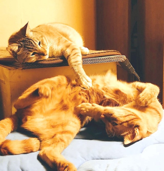 じゃれ合うチャト吉（下）とニャース（画像提供：團田芳子さん）