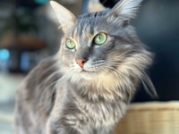 神秘的な被毛の色合いと涼しげな表情が素敵なおはぎさん（画像提供：床さん）