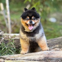 木の上に立つたろ吉ちゃん（画像提供：たろ吉（メスのポメ）の飼い主さん）