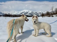 カッコ良くて優しいコアおじさん（左）の背中を見て成長するアオくん（右）（画像提供：Rookieさん）