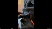 ひとしきりニオイをかいだら、膝上でゴロンと寝転がって前足ペロペロするクロくん（画像提供：南部藩のヒヨコさん）