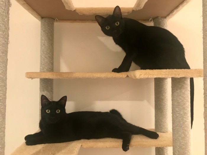 追っかけっこに疲れてキャットタワーで一休みするゴメズとフェスター