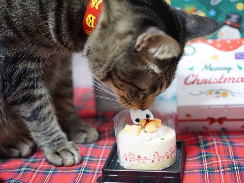 ぐで猫 クリスマス カップケーキ No.809+spbgp44.ru