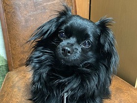 おもちゃよりも、人が大好き　ミックス犬の「ノワール」