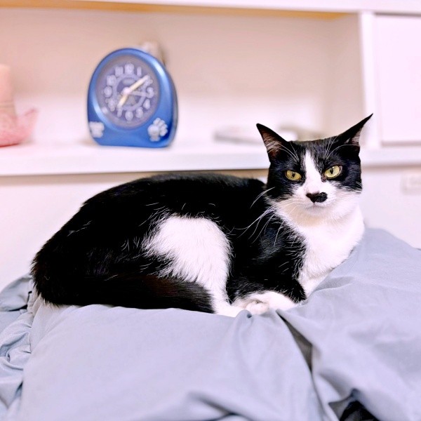 飼い主さんの枕の上でくつろぐ依灯ちゃん（画像提供：猫又ちぐらさん）