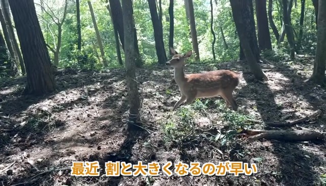 小鹿も罠にかかっていた。シカは1年で1.2枚増えると言われており、子鹿も多い／茸本朗さん（@hunter.takemoto）提供