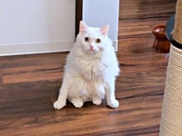 ふだんからよく「どすこい座り」をするベニまるくん（画像提供：ねこみ白書さん）