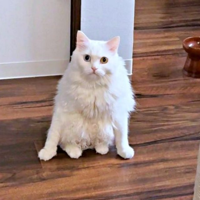 ふだんからよく「どすこい座り」をするベニまるくん（画像提供：ねこみ白書さん）