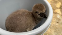 新屋島水族館 ペンギンのひな