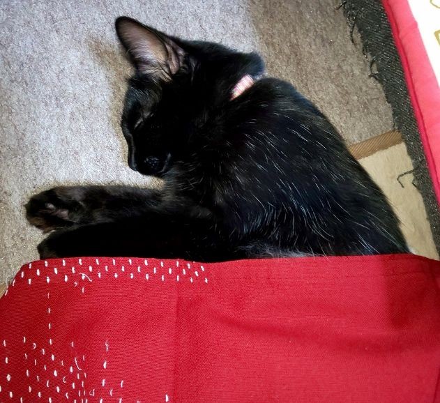 こたつから出た途中で寝ています（利恵さん提供）