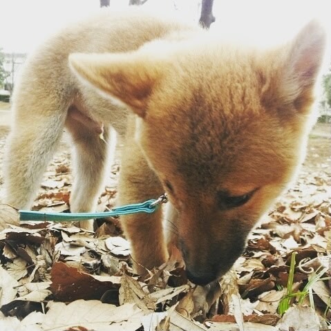家にきたころの「こつぶ」